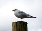 Seagull i